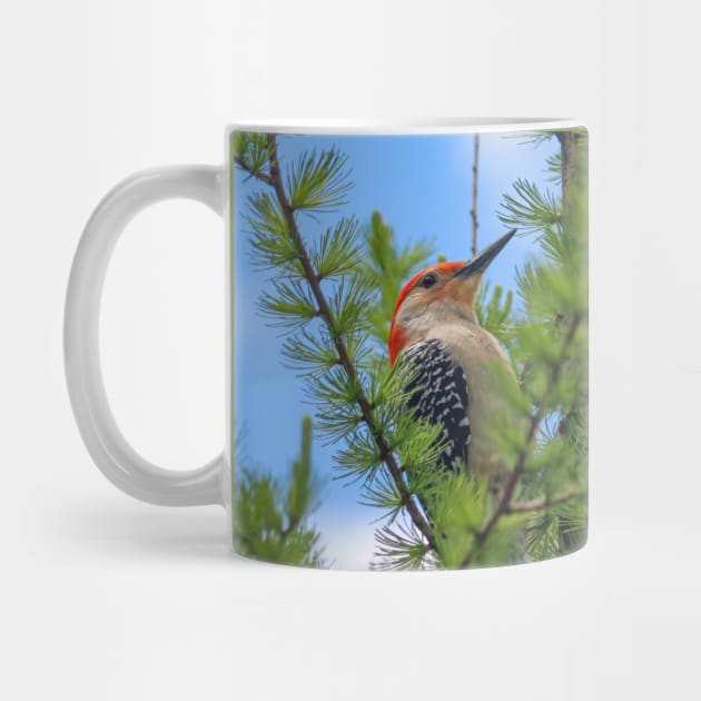 Michigan Red-Bellied Woodpecker by One Creative Pup